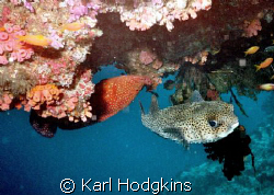 Fish have no concept of up or down by Karl Hodgkins 